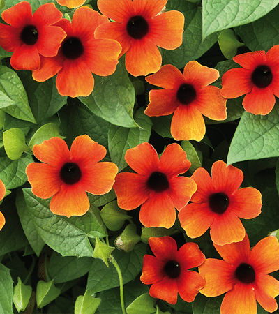 Black-Eyed Susan Vine Arizona Glow